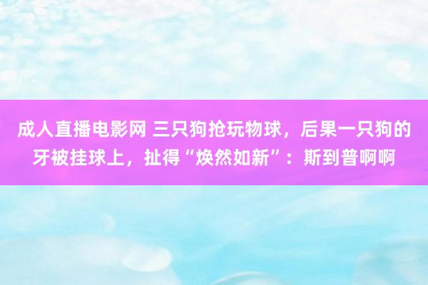 成人直播电影网 三只狗抢玩物球，后果一只狗的牙被挂球上，扯得“焕然如新”：斯到普啊啊